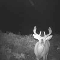 Whitetail on The Big Buck Magnet
