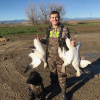 1st Snow Geese