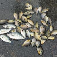 46 bream & 5 crappie in Pee Dee River