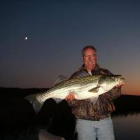45 lb Stripe Bass