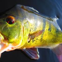Moserbasshorizontal Peacock Bass