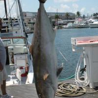 Amberjack