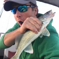 Walleye