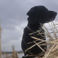 Hunting Dog - Duck Hunting DSC 9998