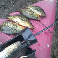 Crappies in The Kayak