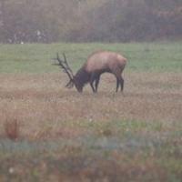 TN Elk1905