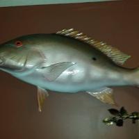 Offshore Fishing - Snapper