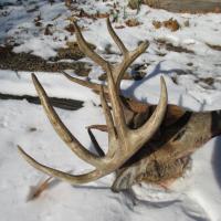 2014 Buck