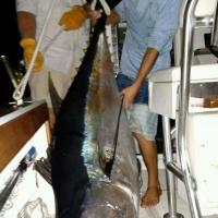 Tuna Fun!