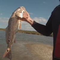 Super Shrimp Really Works