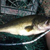 Nice size largemouth