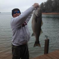 Burels fish