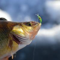 North Dakota Perch