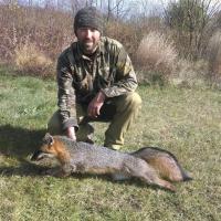 Grey Fox Trapped in Northern Wisconsin