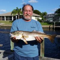 Drums Red Drum - Fishing