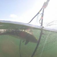 Netting the Catch