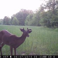 Deer in food plot