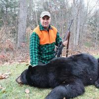 Black Bear in New Hampshire