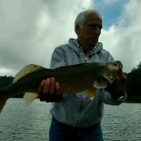 Walleye caught South Holston Lake