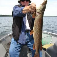 36 inch 10 lb Pike