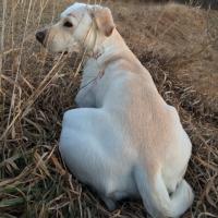Ready to retrieve
