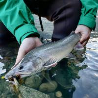 Huge Bull Trout