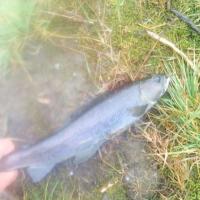 Least Cisco Fish