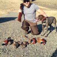 Pheasant Hunting