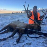 Big Game Elk
