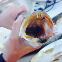 Trout teeth 2581