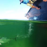 Underwater View