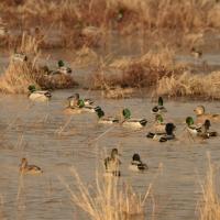 Duck Hunting - Missouri DSC 9800