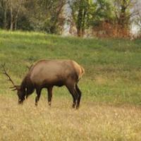 TN Elk 1911