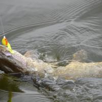 Northern Pike On a Spinner Rig