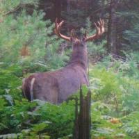 Giant Wisconsin White Tail