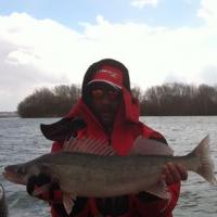 Walleye Detroit River