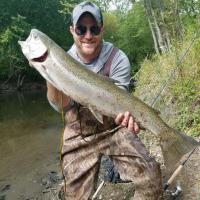 Michigan Steelhead