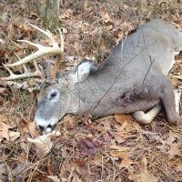 2014 Deer Season Buck