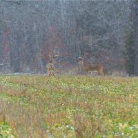 Missouri Bucks - Jan/2014