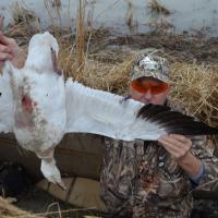 Snow Geese IYFSnwRuss