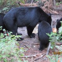 Black Bear Sow With Three Cubs
