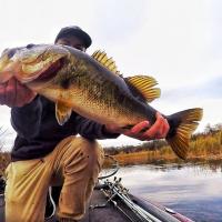 Sweet Bass