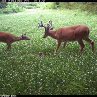 Big Ole Missouri Buck