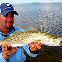 flamingotrout