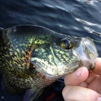 Northern Wisconsin Black Crappie