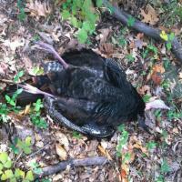 Turkey Bowhunting Picture 001