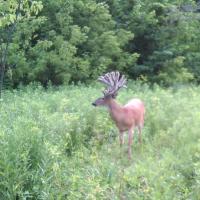 Velvet Photo 2014 Minneso