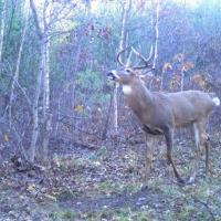 Buck Checking a Scrape