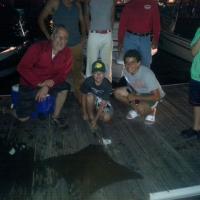 Cow nose ray