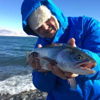 Trout